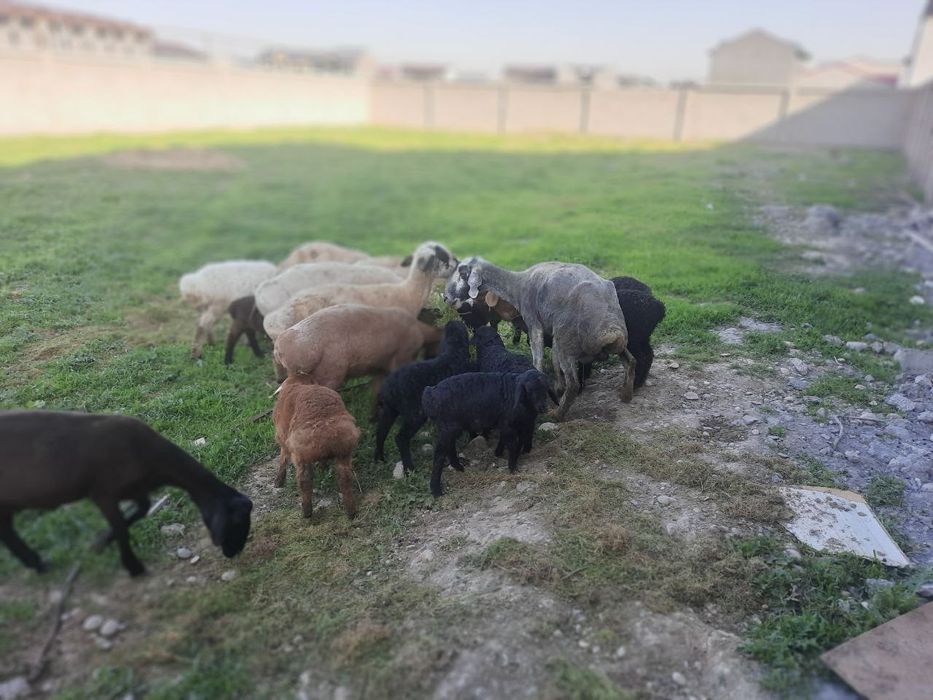 Qoy sotiladi ona bola xammasi