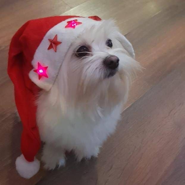 Шерсть  собаки  белая