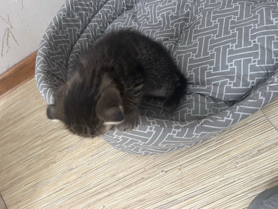Продам котят срочно