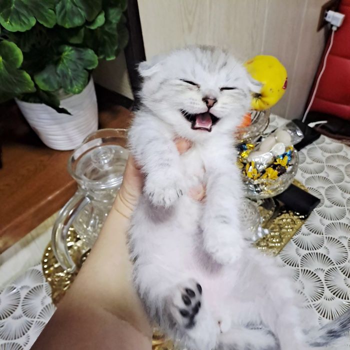 Продается серебристая шиншилла элит