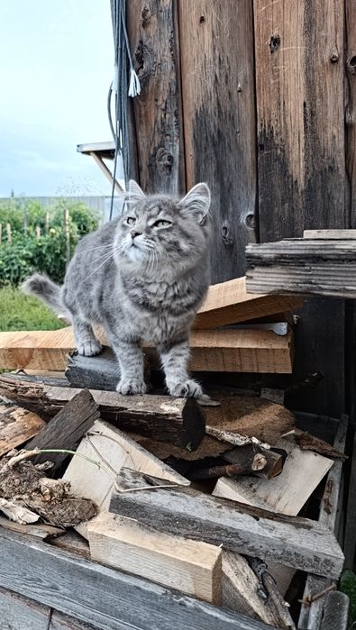 Красивый котик ищет дом