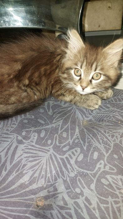 Donez pisicuta superba