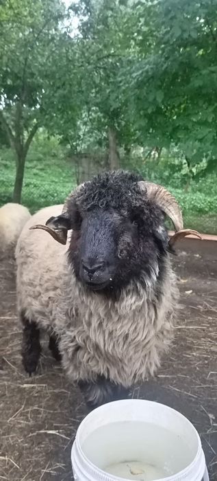 Vând Mior bucălău de Luncani