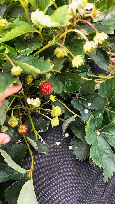 Саженцы ремонтантной клубники