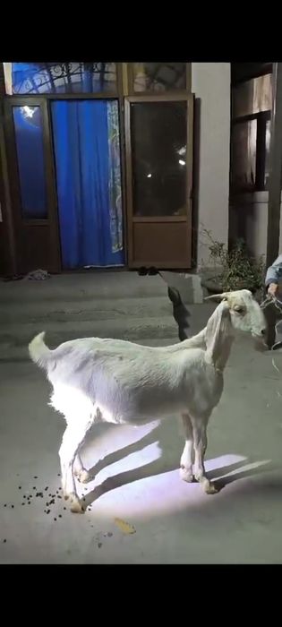 Породный ешкілер сатылады