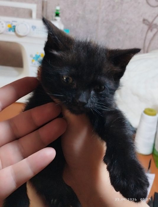 Отдам котенка в добрые руки