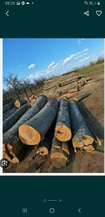 Vand lemne de foc Bustan fag