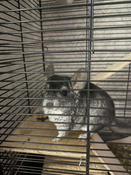 Шиншилла мальчик с клеткой