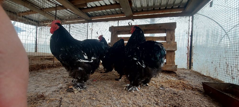 Семейка кохинхин