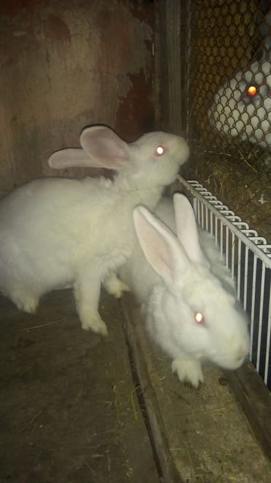 Кролики кролики  кролики