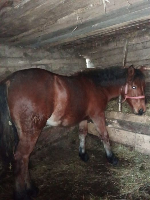 Mânza semi grea De 7 luni