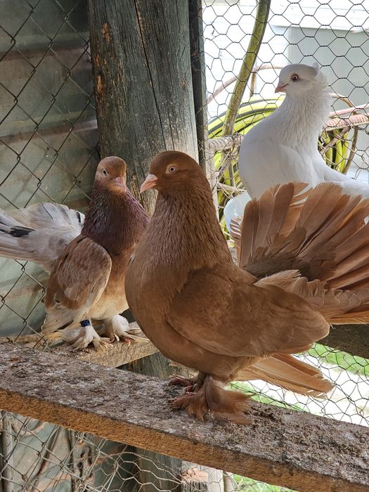 Vand porumbei mix cu siberieni si o pereche rolleri de Cluj