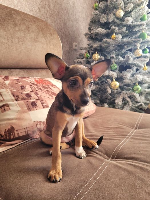 Щенок Той терьер