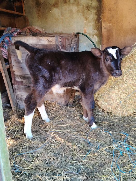 De vi zare vital de 3 saptamini