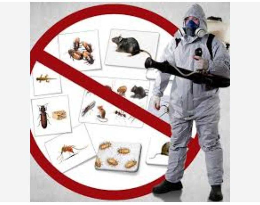 Firmă de dezinsecții cu peste 25 ani experiență oferă servicii DDD