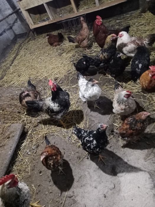 Продам домашних курочек