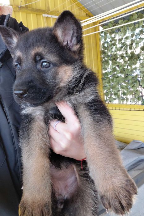 Щенки Немецкой овчарки