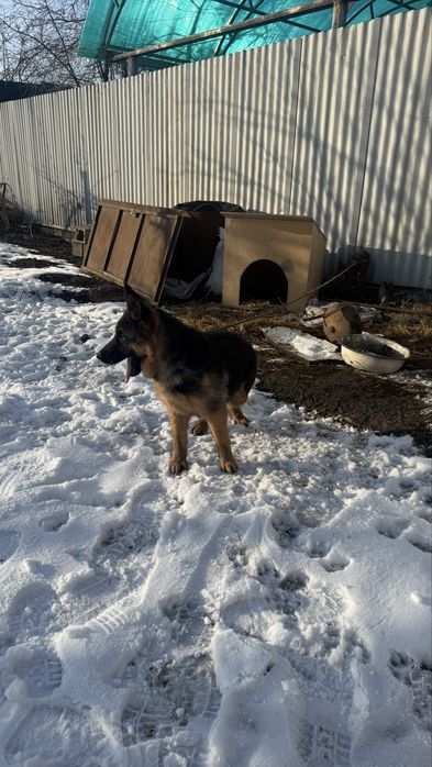 Овчарка шенок……….