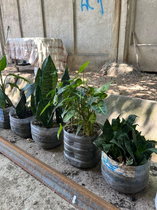 Домашние цветы для вашего дома