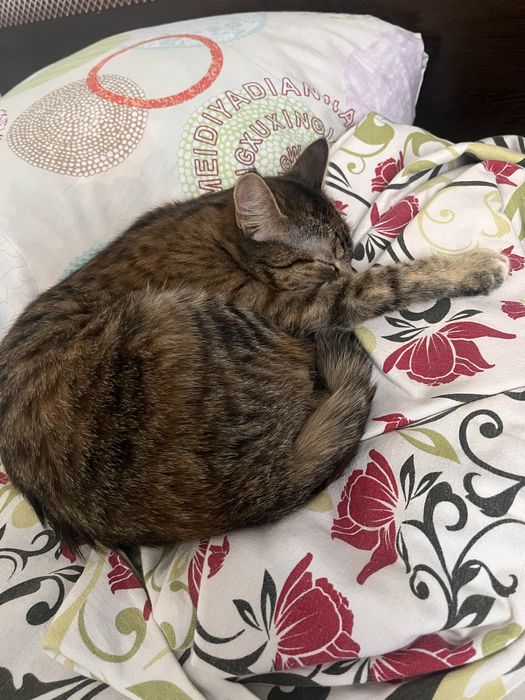 Отдаю бесплатно котенка девочку