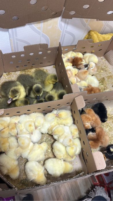 Pui de carne , rasa mixtă, kabir, puicuțe ouat, rate, gaste, curcani