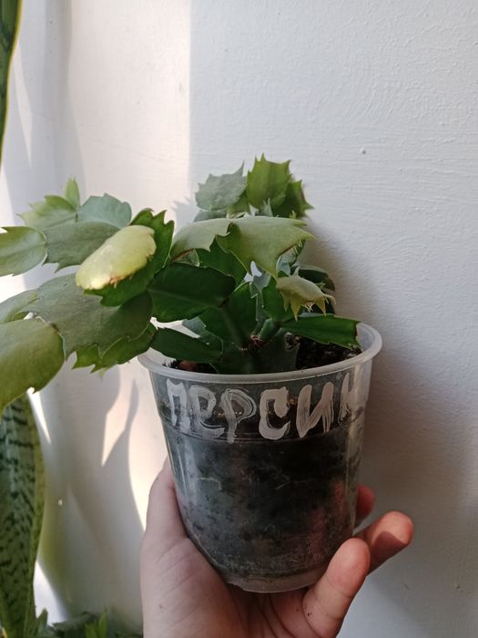 Продам шлюмбегер/декабрист/, кислица.