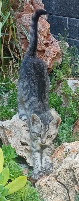 Коте на два месеца търси дом