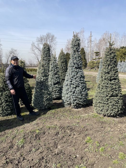 Голубые ели