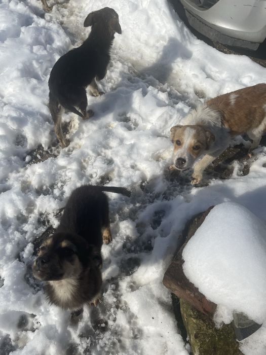 Donez cateluşi (4 luni)