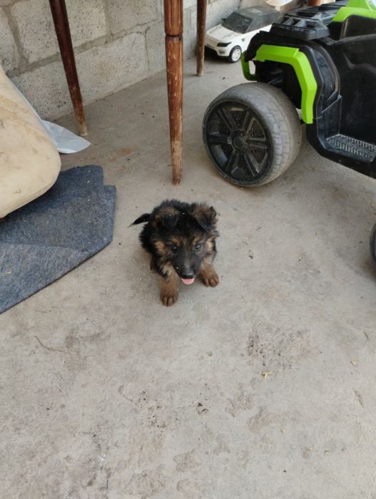 Тоха конли немис овчаркаси сотилади