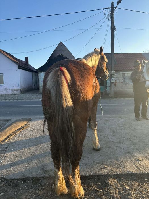 Vând un cal sau vreau  înalt