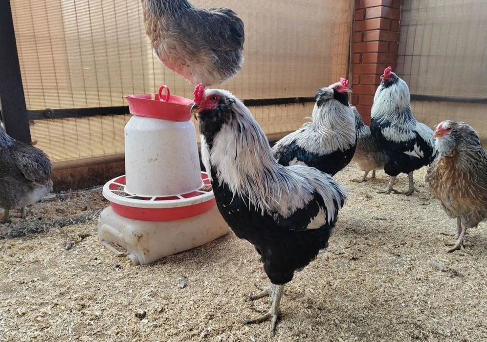 Араукуана зотли товуклар тухумга заказ оламиз