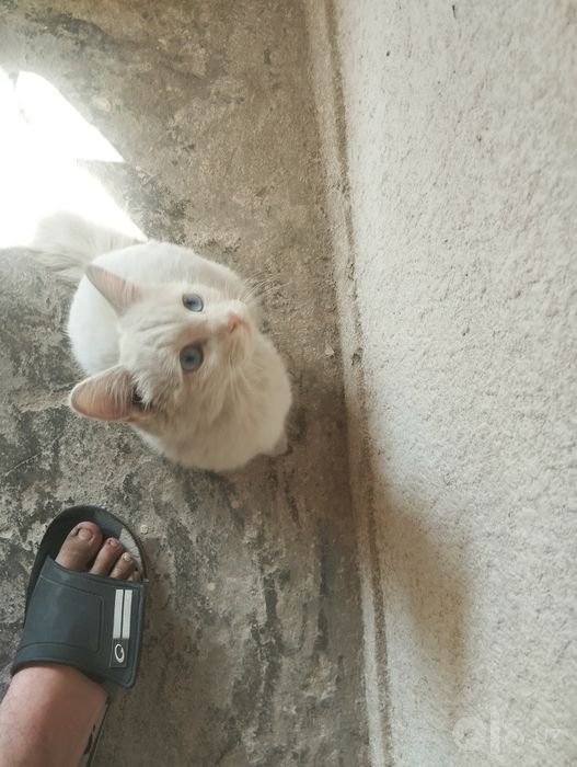 Очень милый котенок