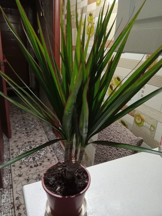 Пальма драцена, хамедорея продам