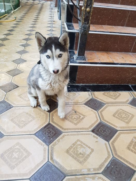 Продам сибирский хаски