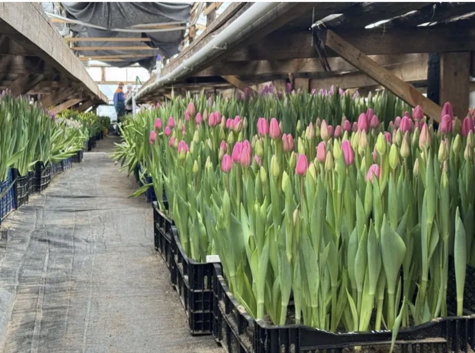 Тюльпаны из парника