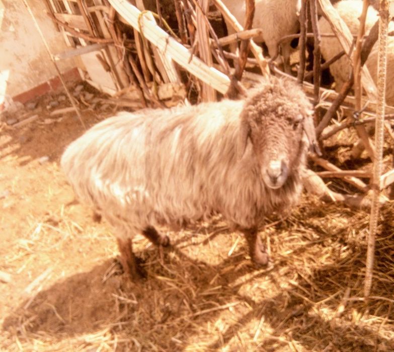 Ана бола куй сотилади ана куй тиши 4 тиш тез ва арзон сотилади