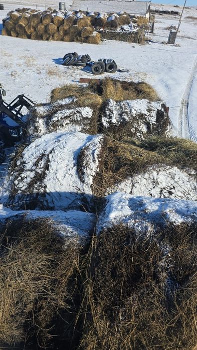 Сено в рулонах для скота