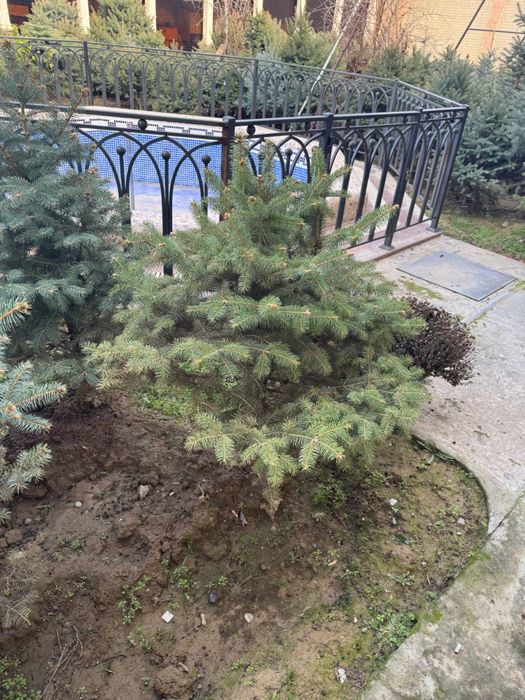 Галубой ен арчалари сотилади