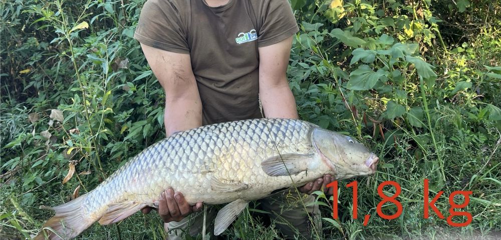 Vand Lanseta Spro si mulineta Shimano Baitrunner 6000