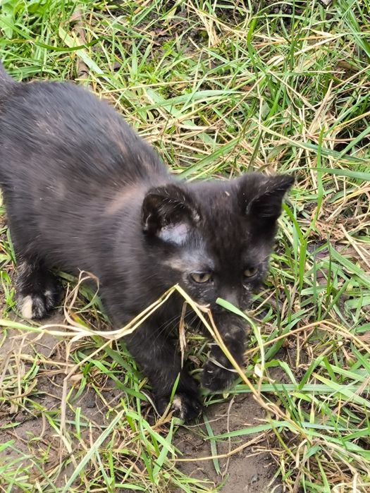 Pisici frumoase donez