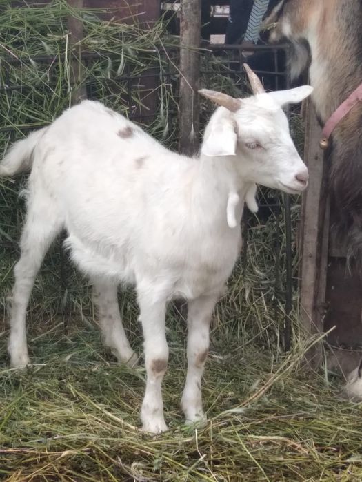 Vând 2 capre și o iadă