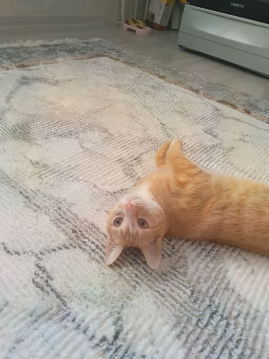 Damashni mushu latokga o'rgangan aqlli idishlari bilan