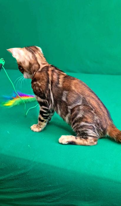 Бронь на Шоу класса бенгальских котят