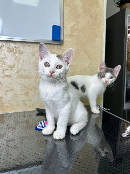 2 pisicuțe pentru adopție