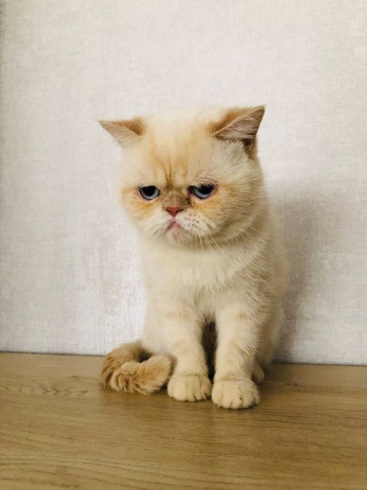 Персиян экзотик пышык сотылады тоза зотли