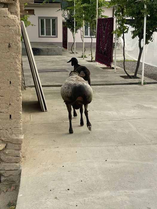 qochqor sotiladi srochno