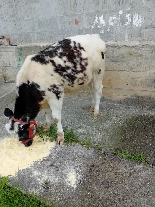 Vând urgent!!  Vitica Albastru Belgian