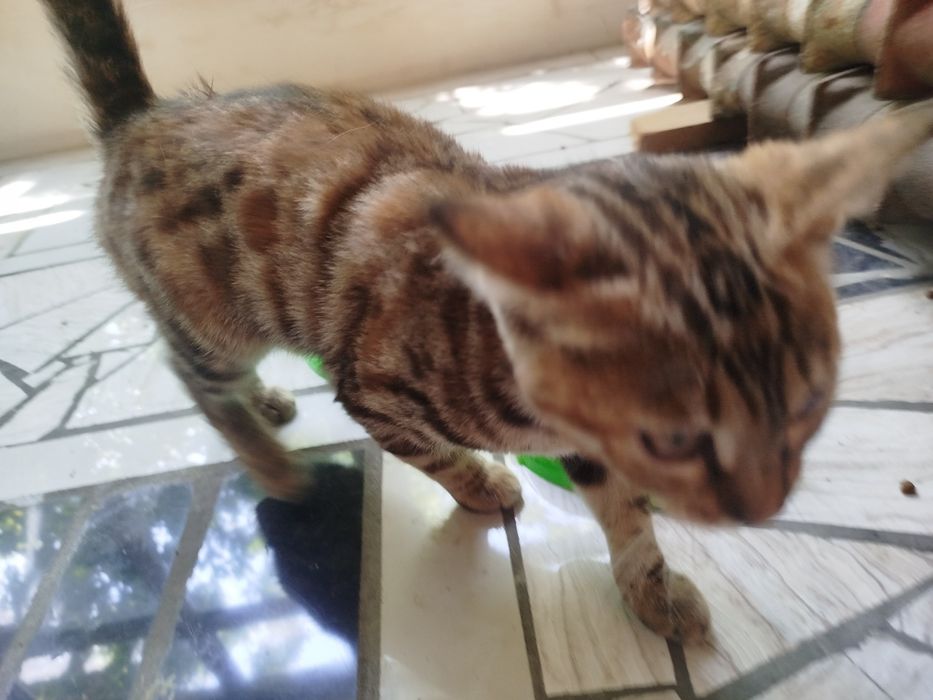 Бенгалская чисто кровний кошка