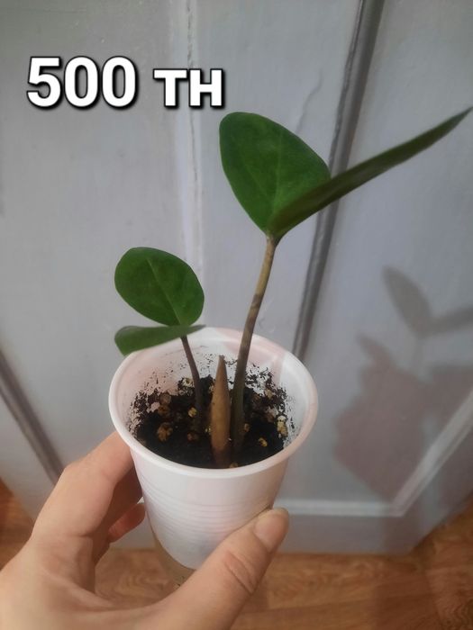 Продам комнатные цветы